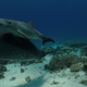Imagen para el artículo titulado Descubren a unos delfines 'automedicándose' con corales en el Mar Rojo